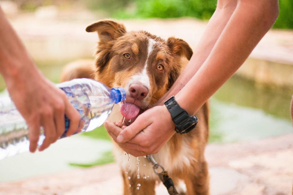 Camping with Pets